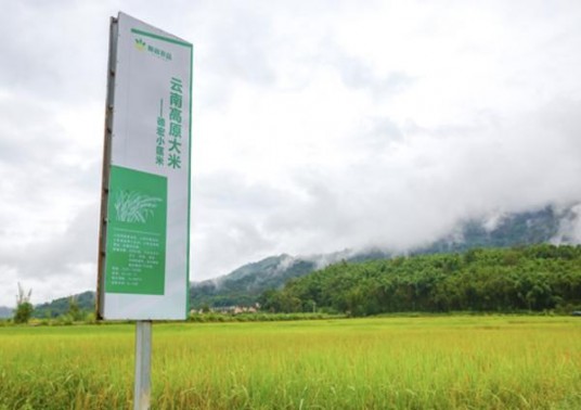 独家报道！越代香烟怎么购买“里勾外连”