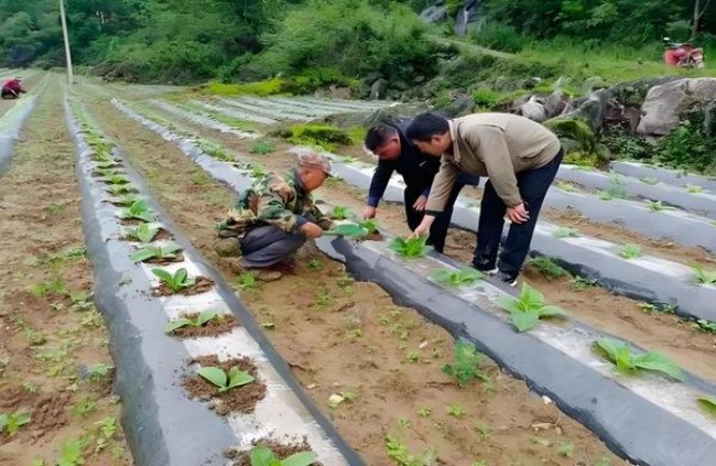 冬虫夏草天边多少钱一盒？冬虫夏草天边香烟价格表2024 