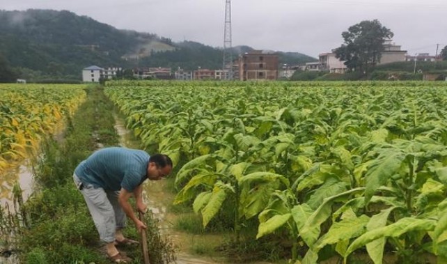 深度解析！利群新版云霄烟批发真相