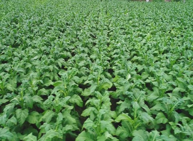 七匹狼通仙价格查询 七匹狼通仙多少钱一盒？