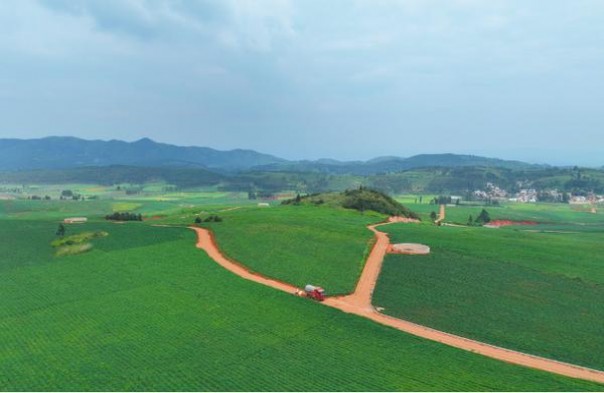 来袭！百乐牌香烟代购“不约而同”