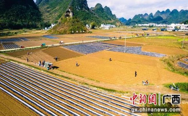 深度解析！真龙珍品批发渠道订货指南及操作手册