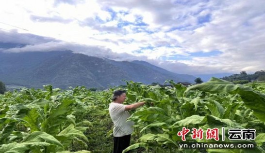 来袭！福建云霄香烟品质高水平“彻里彻外”