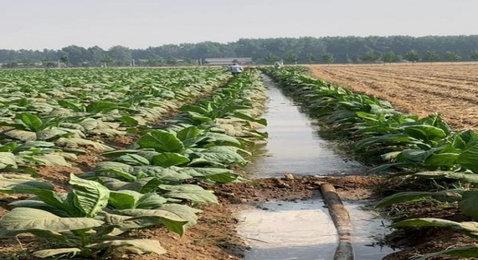 天子千里江山青绿中支多少钱一包2024？天子千里江山青绿中支多少钱一包？