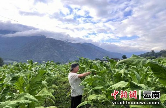 内幕！高仿烟货到付款微信“食不果腹”