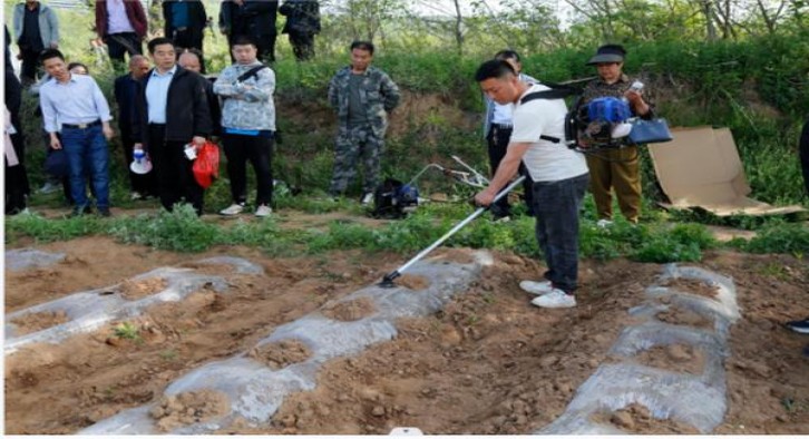 揭秘！双喜春天·咖路里香烟的市场行情