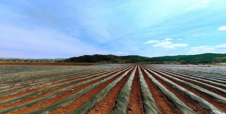 梅比乌斯苹果爆珠8mg日版价钱批发 梅比乌斯苹果爆珠8mg日版价格表图一览表 