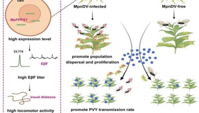 今日公布！免税烟一手货源批发代理“你死我活”