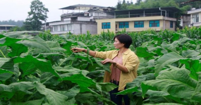 头条！香烟厂家这个犯罪团伙有销售部还有技术部“接踵而来”