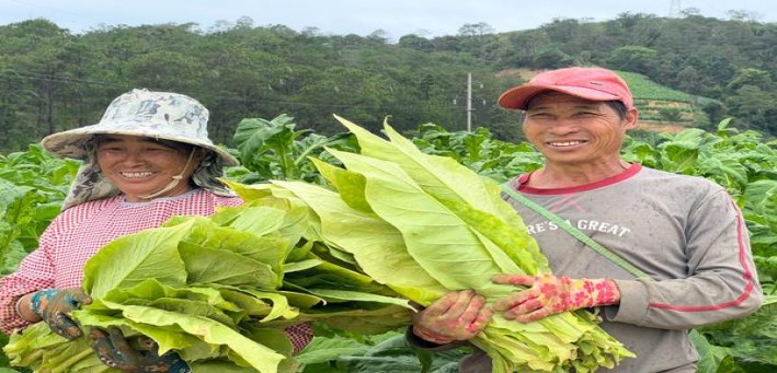 贵烟福多少钱一盒2024？贵烟福价钱批发 