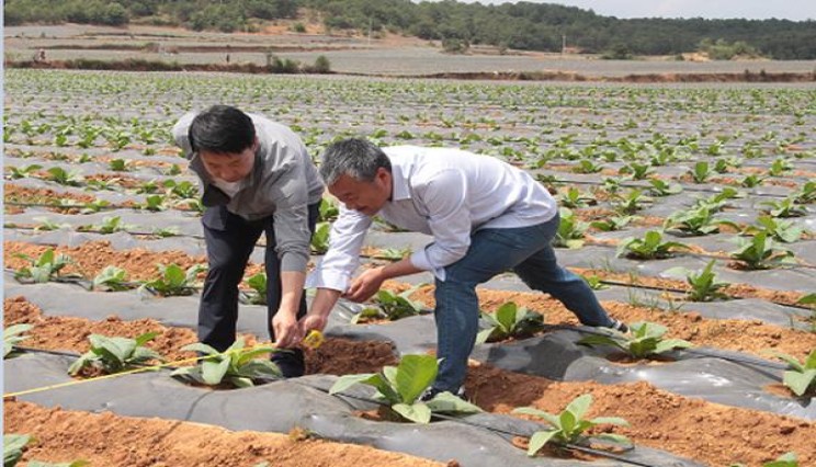 御猫王道批发价格是多少？御猫王道什么价格？