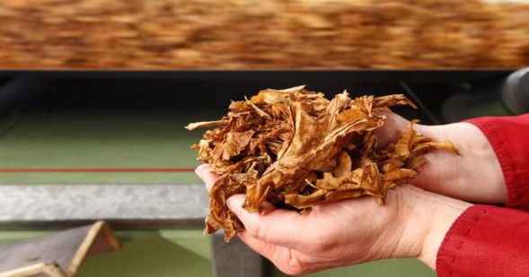 狮牌草莓多少钱一包？狮牌草莓价格查询 