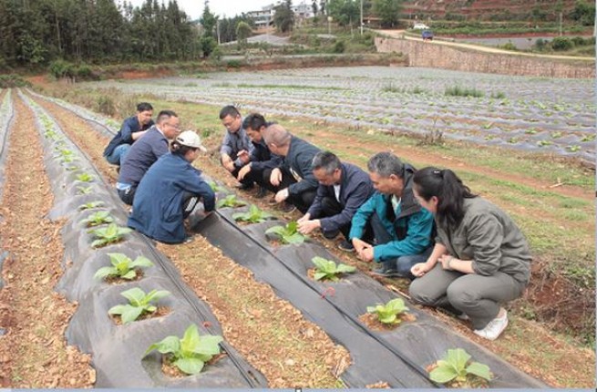 长城风尚香烟价格表2024 长城风尚多少钱一盒2024？