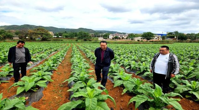 长城(毛氏壹号)批发，长城(毛氏壹号)批发价格是多少？