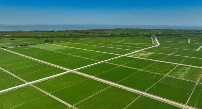 红金龙盛世腾龙火之舞什么价格？红金龙盛世腾龙火之舞多少钱一盒2024？