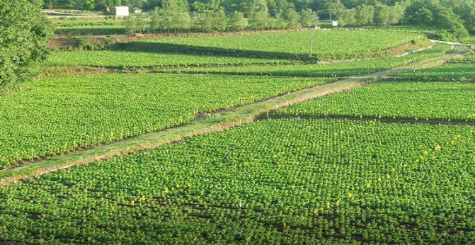 万宝路硬白金巴西版多少钱一盒2024？万宝路硬白金巴西版什么价格？