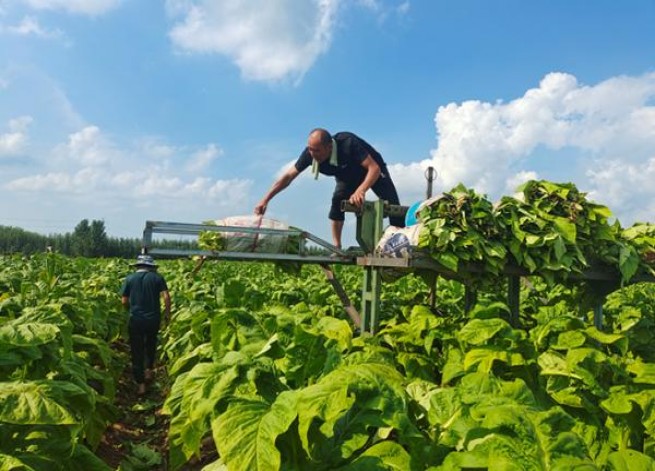 新消息！福建云霄霄烟厂“锲而不舍”
