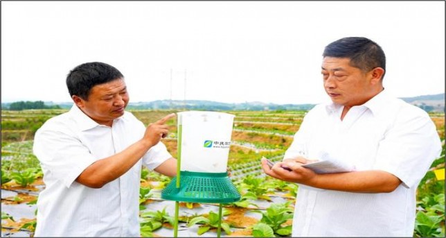 好猫金丝猴价格表和图片好猫金丝猴价钱批发 