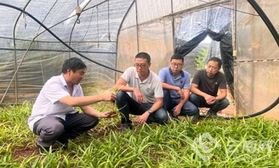 520冰心草莓爆珠批发价格是多少？520冰心草莓爆珠价钱批发 