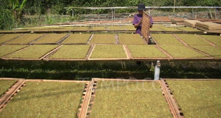 深入解析！大红鹰软F1香烟的市场行情