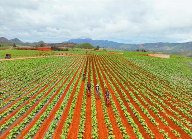 黄鹤楼视窗中支价格表一览 黄鹤楼视窗中支多少钱一盒2024？