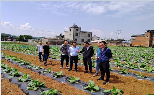 独家报道！福建云霄精品香烟“目不暇接”
