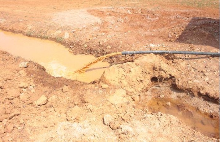 红旗渠薄荷什么价格？红旗渠薄荷批发价格是多少？