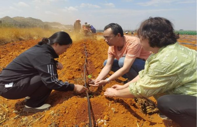 探索！渡江红烟民真实体验,一手货源深度剖析