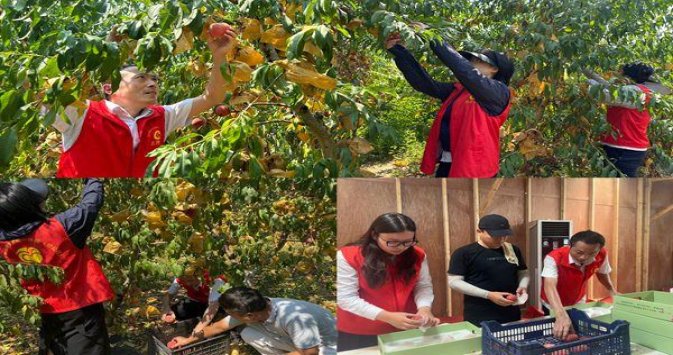 钻石荷花经典中支多少钱一盒？钻石荷花经典中支价格表一览 