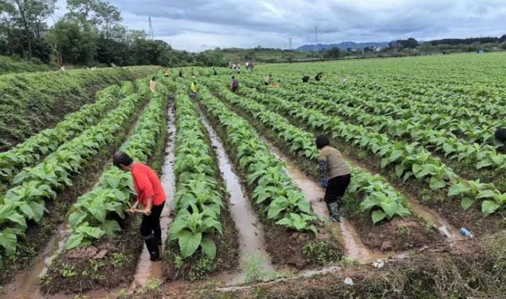 好彩Flavor-Flo软美版价钱批发 好彩Flavor-Flo软美版多少钱一盒2024？