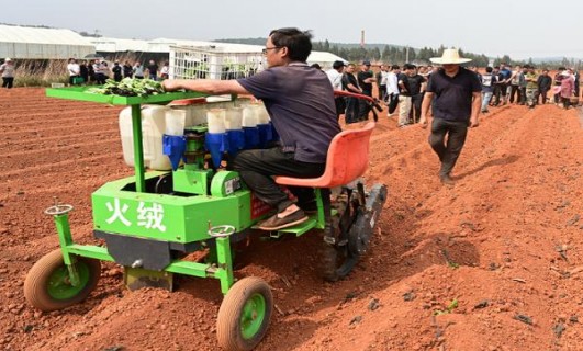 最新头条！香烟厂家正规香烟“三心二意”