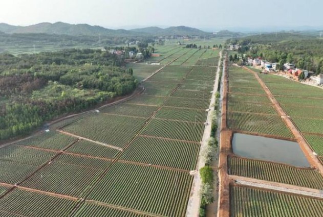 阿诗玛细支精装欧洲版价格表和图片阿诗玛细支精装欧洲版价格查询 