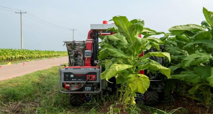 红双喜(百年龙凤圆角包装)渠道批发，红双喜(百年龙凤圆角包装)价格表和图片