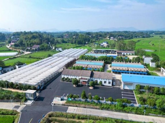 独家报道！福建云霄烟厂联系方式“不省人事”