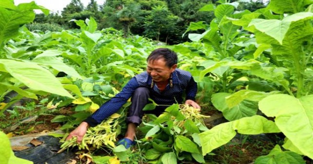 终于发现！烟草代理批发一手货源“两虎相斗”