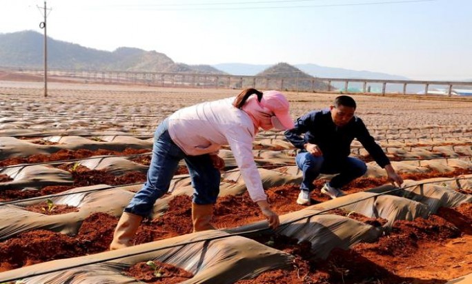 红双喜(南洋经典中支)厂家渠道，红双喜(南洋经典中支)香烟价格表2024