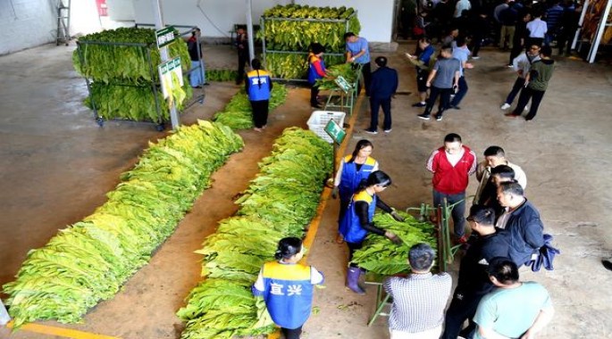 冬虫夏草秋价格查询 冬虫夏草秋多少钱一包？