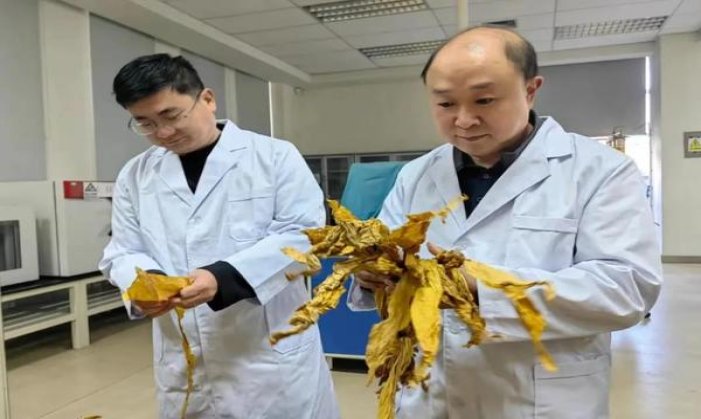 泰山双马价格表和图片泰山双马价格表一览 