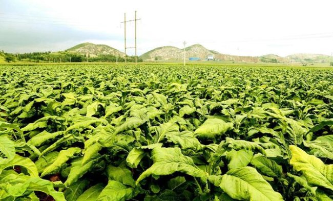 云烟印象中支价钱批发 云烟印象中支价钱批发 