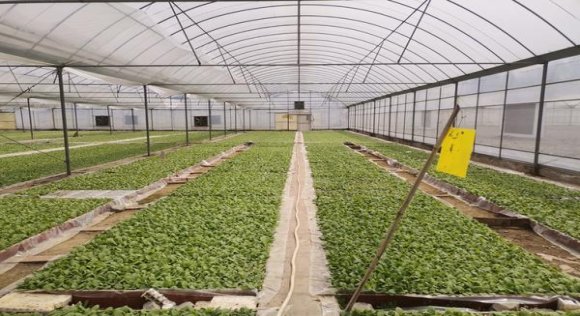 精选！将军特纯云霄烟批发真相