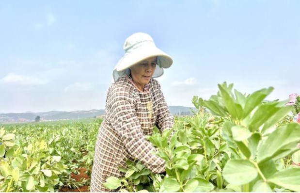 重点通报！广西代工香烟厂家市场进货“英姿焕发”