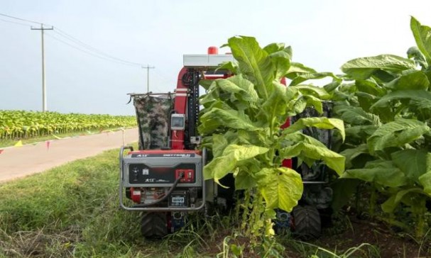 王冠(5支)香烟价格 王冠(5支)图片及价格查询