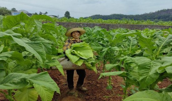 重大新闻！高仿香烟批发一手厂家“千门万户”