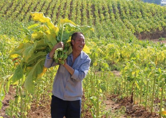 万宝路(硬白金马耳他免税版)多少钱一盒？万宝路(硬白金马耳他免税版)多少钱一包2025？