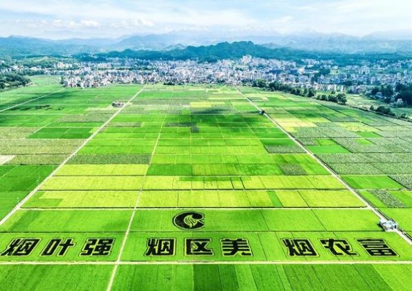 今日公布！云霄香烟批发市场地址在哪里“风土人情”