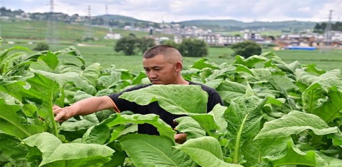 揭秘！娇子硬功夫7探索独特烟草文化与创新工艺的融合