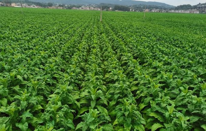 苏烟(吉祥)香烟价格表2025 苏烟(吉祥)香烟正品价格表 