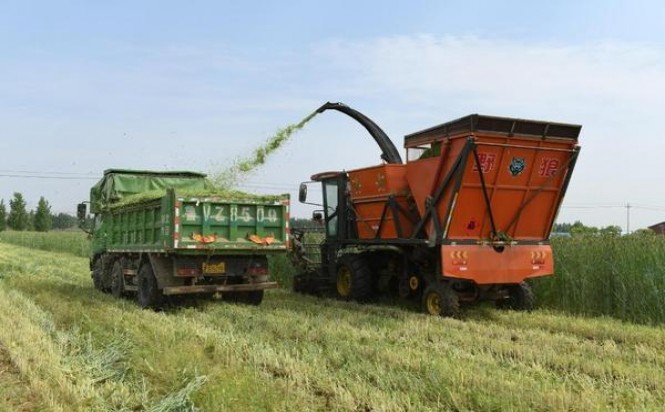 狮牌(草莓)香烟价格 狮牌(草莓)多少钱一包？