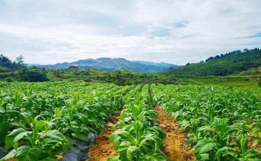 爱喜(金鱼爆珠)总仓批发，爱喜(金鱼爆珠)多少钱一包？