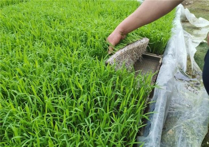 兰州飞天梦2019猪年生肖版批发价格是多少？兰州飞天梦2019猪年生肖版香烟价格表2024 